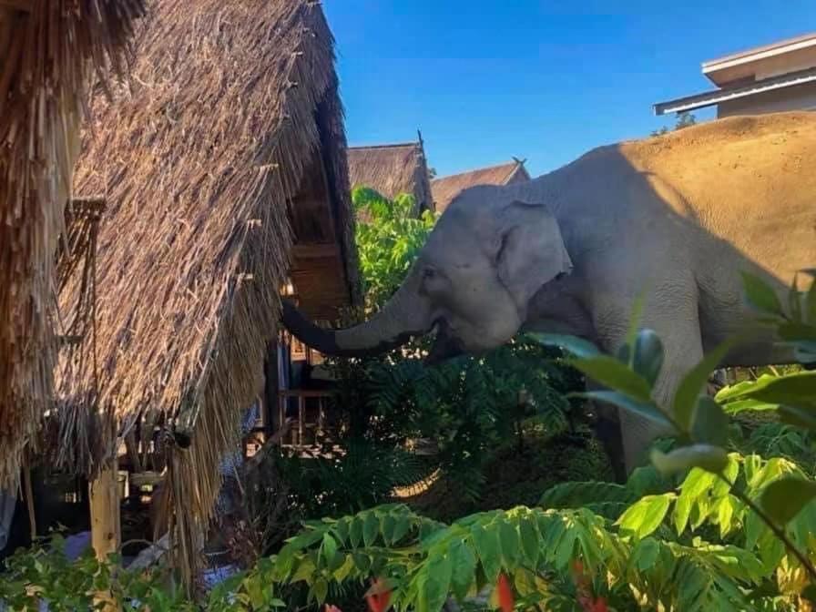 3 Pok Maewang Jinxiang Gold Elephant Park Mevang Kültér fotó