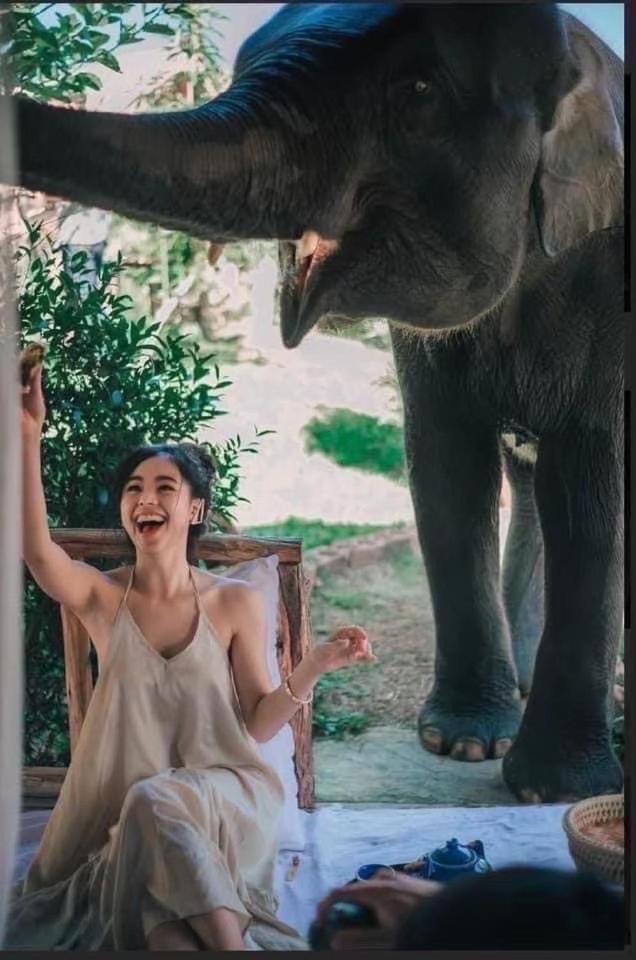 3 Pok Maewang Jinxiang Gold Elephant Park Mevang Kültér fotó
