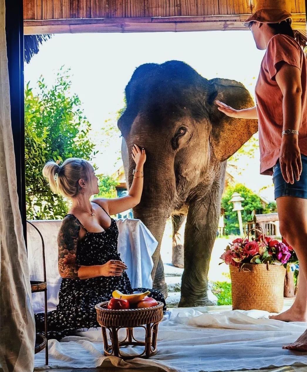 3 Pok Maewang Jinxiang Gold Elephant Park Mevang Kültér fotó