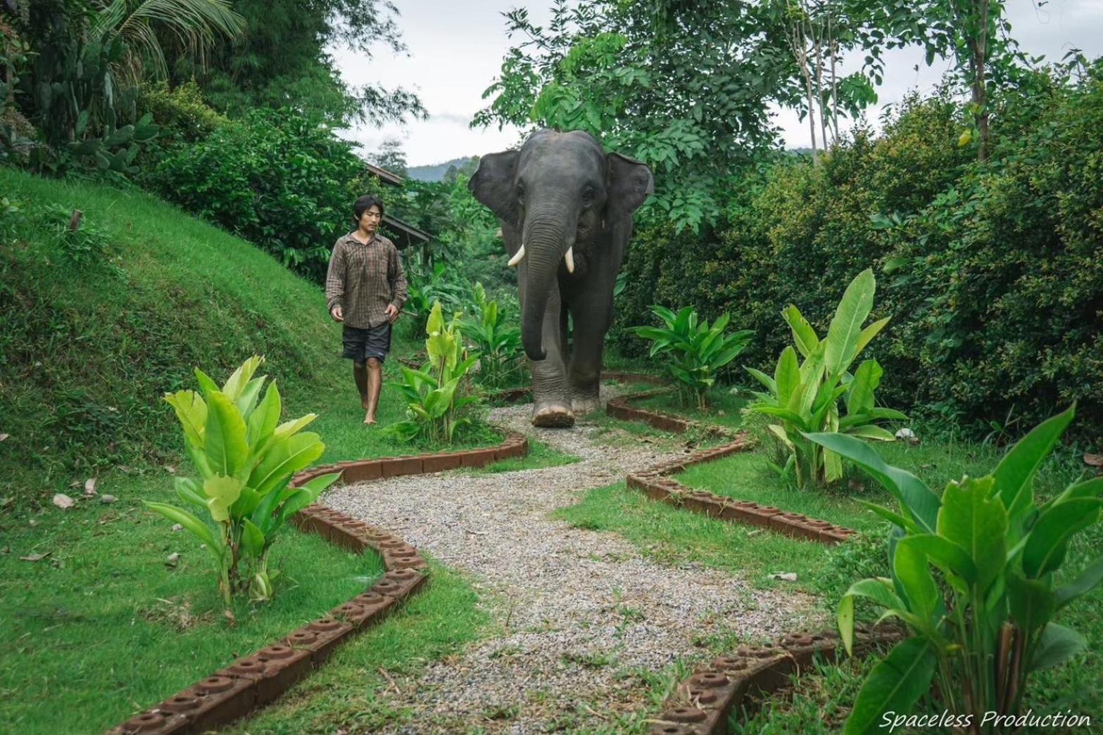 3 Pok Maewang Jinxiang Gold Elephant Park Mevang Kültér fotó