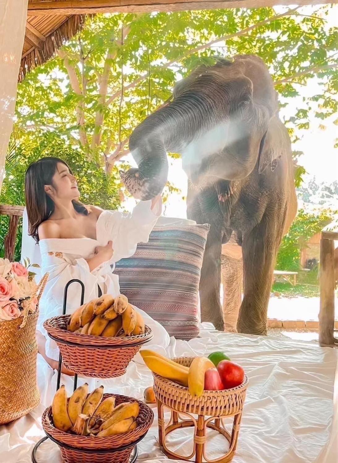 3 Pok Maewang Jinxiang Gold Elephant Park Mevang Kültér fotó