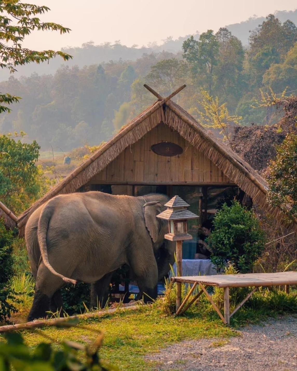 3 Pok Maewang Jinxiang Gold Elephant Park Mevang Kültér fotó