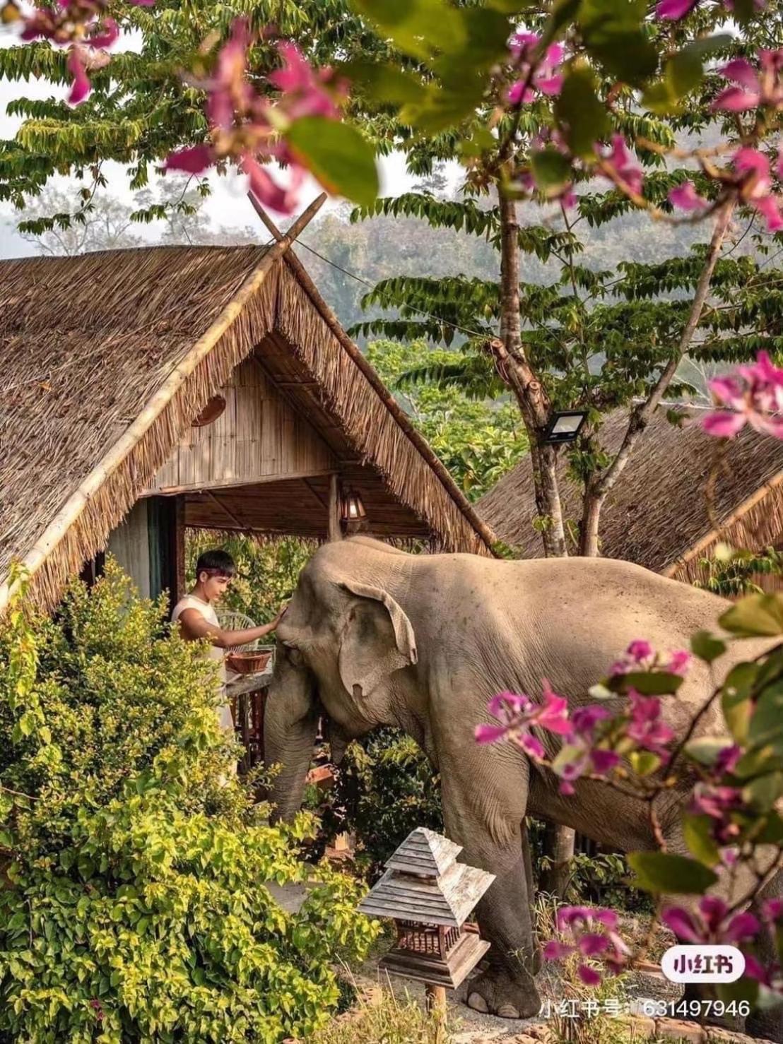 3 Pok Maewang Jinxiang Gold Elephant Park Mevang Kültér fotó